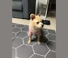 Daisy, a Japanese or Korean Village Dog tested with EmbarkVet.com