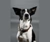 Luca, a Labrador Retriever and Australian Cattle Dog mix tested with EmbarkVet.com