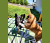Diamond, an Australian Cattle Dog and German Shepherd Dog mix tested with EmbarkVet.com