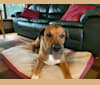 Oscar, a Staffordshire Terrier and Cane Corso mix tested with EmbarkVet.com