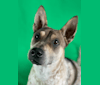 Miso, a Hong Kong Village Dog tested with EmbarkVet.com
