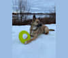 Bella, a Central Asian Village Dog tested with EmbarkVet.com