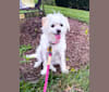 Lacie Lynn, a Bichon Frise and Chihuahua mix tested with EmbarkVet.com
