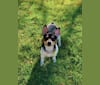 Billy Bones, a Teddy Roosevelt Terrier tested with EmbarkVet.com
