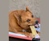 Bodie, an Australian Cattle Dog and Chow Chow mix tested with EmbarkVet.com