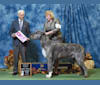 Vidarr, an Irish Wolfhound tested with EmbarkVet.com