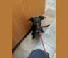 Coco, an Australian Cattle Dog and Labrador Retriever mix tested with EmbarkVet.com