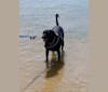 Finn, an American Village Dog tested with EmbarkVet.com