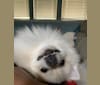 Koda, a Pomeranian tested with EmbarkVet.com