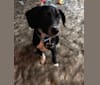 Luna, a Beagle and Chihuahua mix tested with EmbarkVet.com