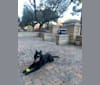 Photo of Sybbie, a Border Collie, Siberian Husky, American Pit Bull Terrier, German Shepherd Dog, and Mixed mix in Rosenberg, Texas, USA