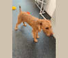 Seamus, an Irish Terrier tested with EmbarkVet.com