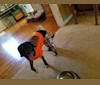 Merlin, a Beagle and German Shepherd Dog mix tested with EmbarkVet.com