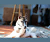 Jino, a Siberian Husky and Alaskan Malamute mix tested with EmbarkVet.com