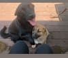 Luna, a Siberian Husky and Labrador Retriever mix tested with EmbarkVet.com