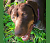 Allie, a German Shorthaired Pointer tested with EmbarkVet.com