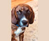Photo of Nipsey Cuddle, a Plott and Beagle mix in Darlington, SC, USA