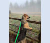 Sir Lazarus Pickle, a German Shepherd Dog and Doberman Pinscher mix tested with EmbarkVet.com