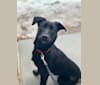 Archie, a Labrador Retriever and American Pit Bull Terrier mix tested with EmbarkVet.com