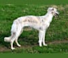 Krugerrand, a Silken Windhound tested with EmbarkVet.com