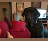 Sadie Obama, a Labrador Retriever and Brittany mix tested with EmbarkVet.com