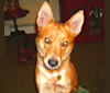 Kimchi, an Australian Cattle Dog and American Pit Bull Terrier mix tested with EmbarkVet.com