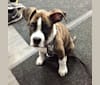 Buddy, a Boxer and Norwegian Elkhound mix tested with EmbarkVet.com