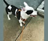 Photo of Stewie, an American Pit Bull Terrier, Chihuahua, American Staffordshire Terrier, and Mixed mix in Bakersfield, California, USA