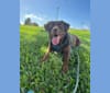 Tetley, a Labrador Retriever and American Pit Bull Terrier mix tested with EmbarkVet.com