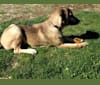 Galileo, a Labrador Retriever and Australian Shepherd mix tested with EmbarkVet.com