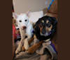 Penny, an Australian Cattle Dog and Siberian Husky mix tested with EmbarkVet.com
