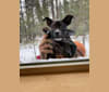 Beans Eunice Wood, a Boston Terrier and Labrador Retriever mix tested with EmbarkVet.com