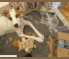 Dandy, a Labrador Retriever and American Pit Bull Terrier mix tested with EmbarkVet.com