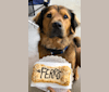Ferris, an American Pit Bull Terrier and Miniature Pinscher mix tested with EmbarkVet.com