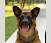 Copper, a Chihuahua and Australian Cattle Dog mix tested with EmbarkVet.com