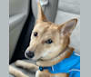 Nuri, a Japanese or Korean Village Dog tested with EmbarkVet.com