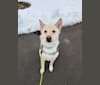 Romeo, a German Shepherd Dog and Labrador Retriever mix tested with EmbarkVet.com