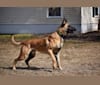 Jäger, a Belgian Malinois and German Shepherd Dog mix tested with EmbarkVet.com