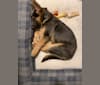 Photo of Marvin, a German Shepherd Dog, Australian Cattle Dog, Labrador Retriever, and Border Collie mix in Oregon, USA