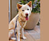 Hana, a Japanese or Korean Village Dog and Jindo mix tested with EmbarkVet.com