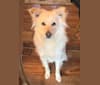 Aspen, an American Eskimo Dog and Chow Chow mix tested with EmbarkVet.com