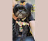 Gabby, a Pomeranian and Lhasa Apso mix tested with EmbarkVet.com