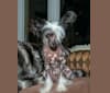 Pepper, a Chinese Crested tested with EmbarkVet.com