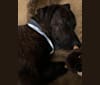 Braxton, a Mountain Cur tested with EmbarkVet.com