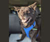 Sadie Monster, a Labrador Retriever and Chow Chow mix tested with EmbarkVet.com