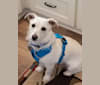 Sparky, a West Highland White Terrier and Chihuahua mix tested with EmbarkVet.com
