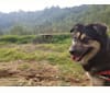 Mochi, an East Asian Village Dog tested with EmbarkVet.com