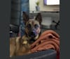 Lilo, a German Shepherd Dog and Boxer mix tested with EmbarkVet.com