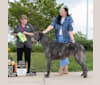 Velvet, an Irish Wolfhound tested with EmbarkVet.com