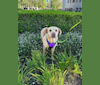 Tibbers, an English Cocker Spaniel and German Shepherd Dog mix tested with EmbarkVet.com